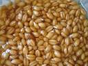 Проросшая пшеница - природный эликсир здоровья